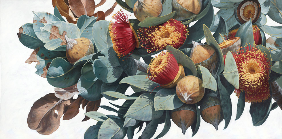 Macrocarpa Gum Flowers 0315