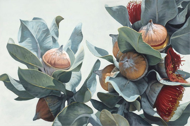 Macrocarpa Gum Flowers 0215