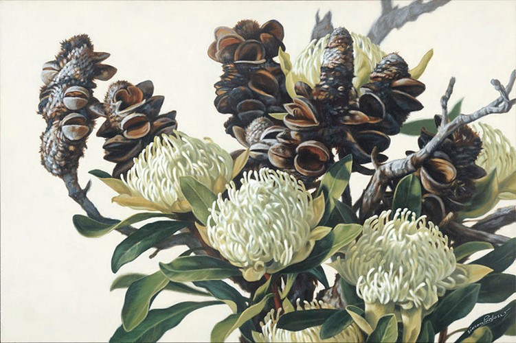 Bush 1 Waratah and Banksia 1915