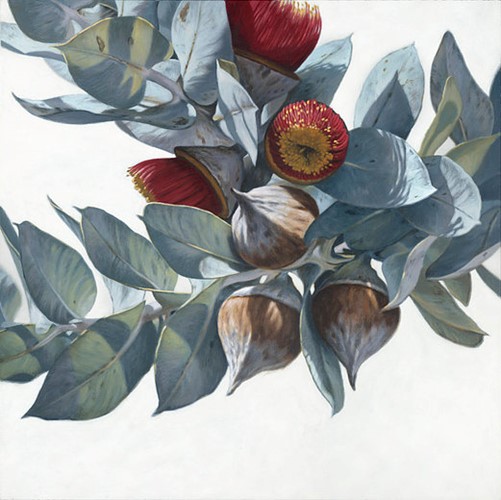 Macrocarpa Gum Flowers 1615