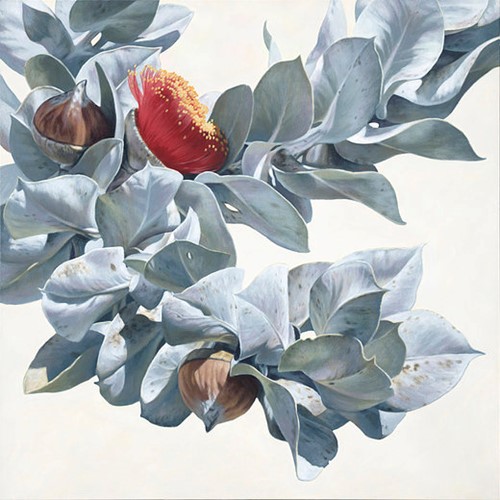 Macrocarpa Gum Flowers 0415