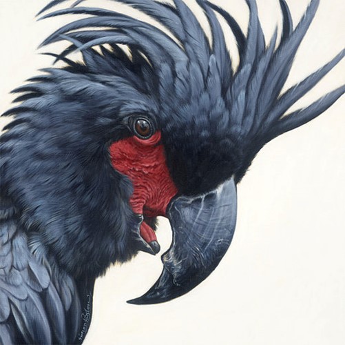 Palm Cockatoo
