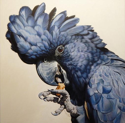 Black Cockatoo