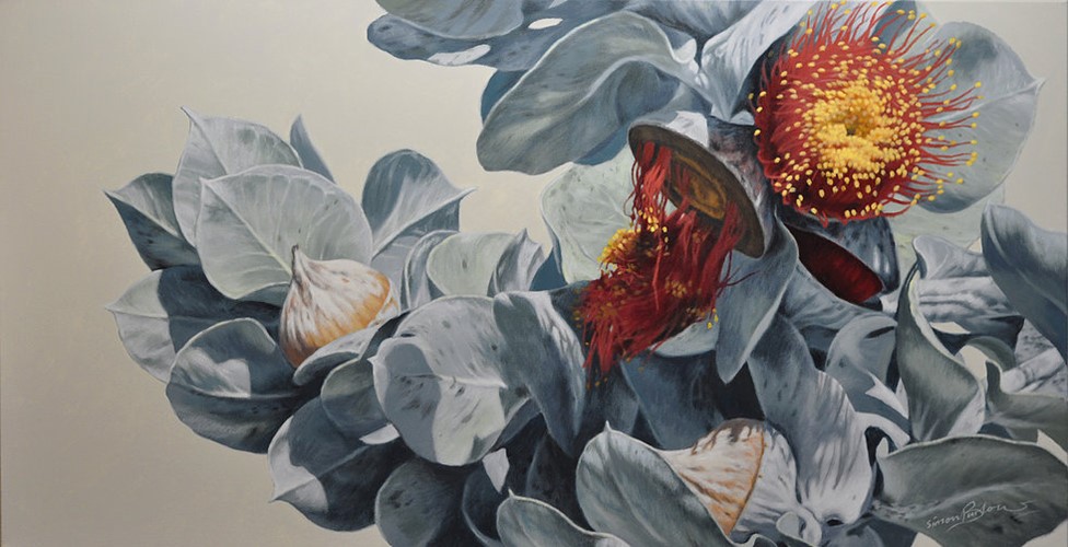 Macrocarpa Gum Flowers 2015