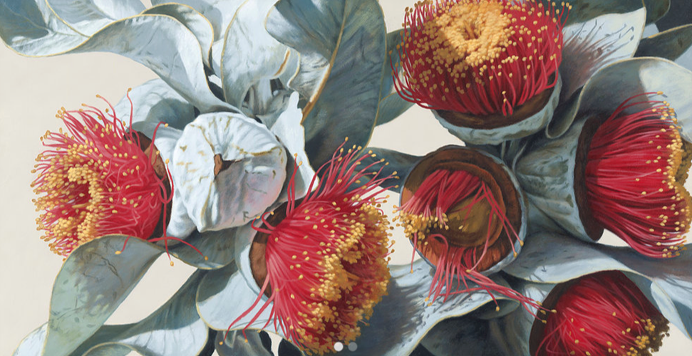 Macrocarpa Gum Flowers 0115