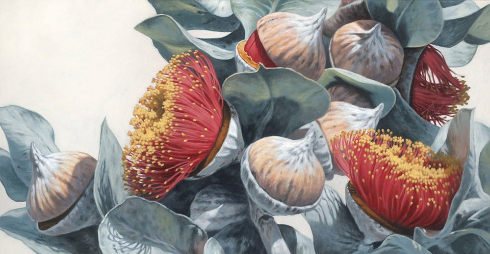 Macrocarpa Gum Flowers 0116