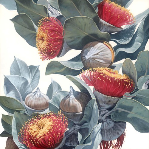 Macrocarpa Gum Flowers 0816 