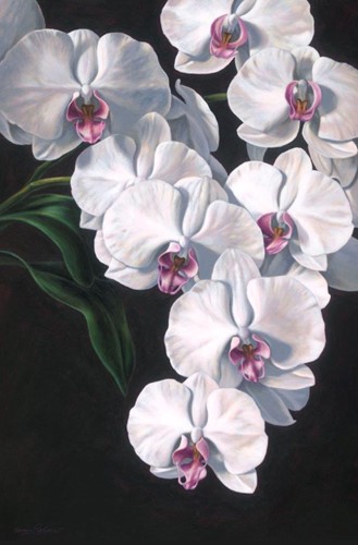 Phalaenopsis Orchid I