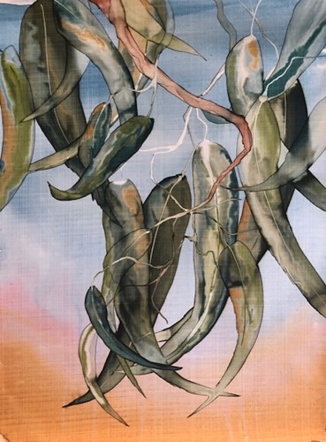 Big Eucalyptus
