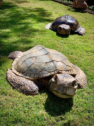 Large Turtle