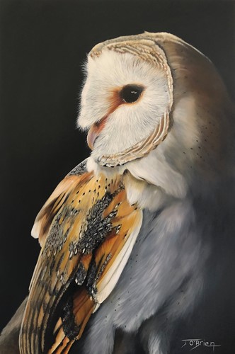 Barn Owl