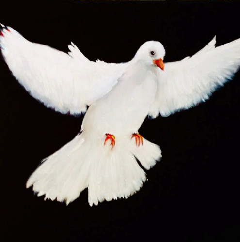 Peace