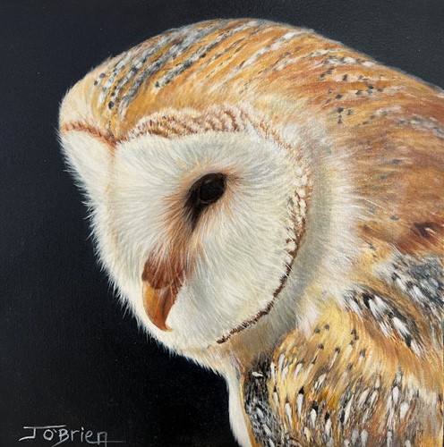 Barn Owl Study