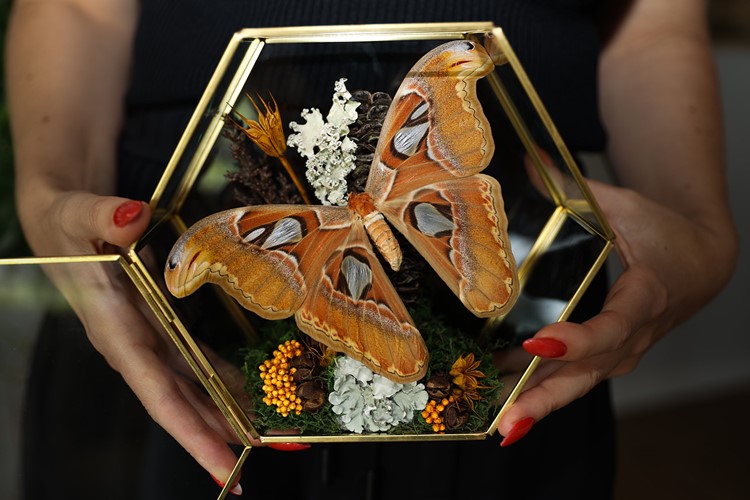 Attacus Atlas Moth - Indonesia
