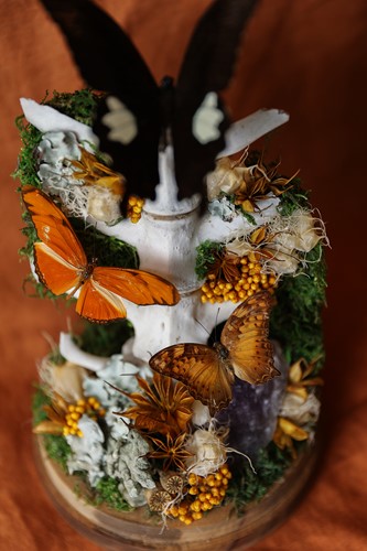Papilio Dome