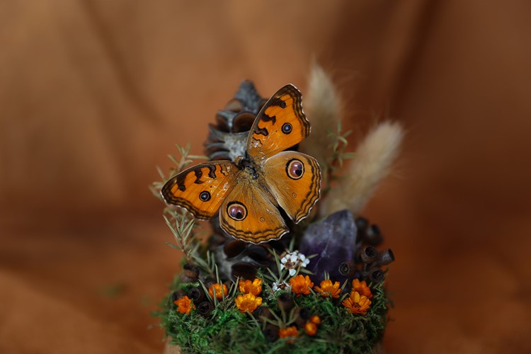 Peacock Pansy Mini Dome