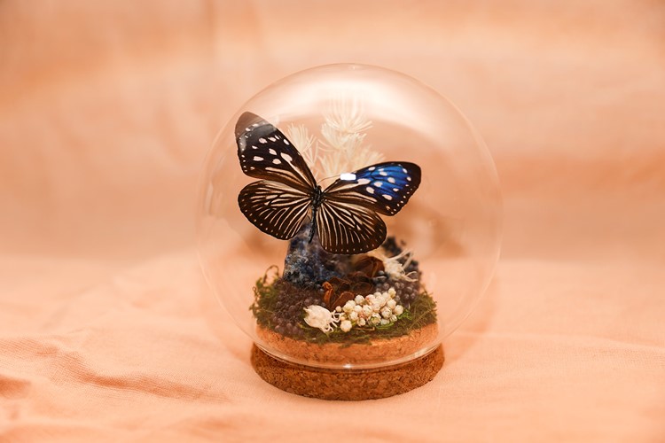 Euploea mulciber subvisaya (Philippines) aka Striped Blue Crow) 