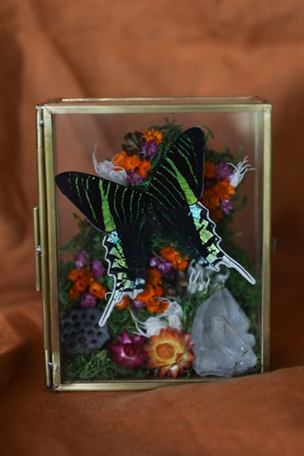 Urania Leilus (Peru)