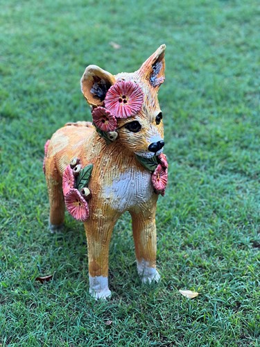 Dingo Pup 1