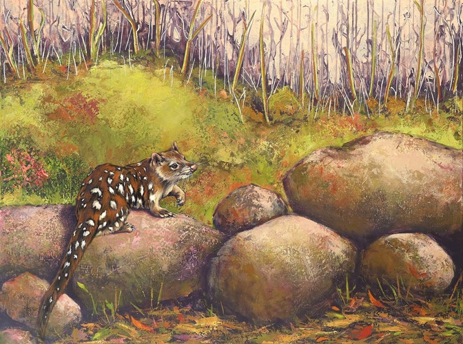 A Tenuous Hold Spotted Tailed Quoll 