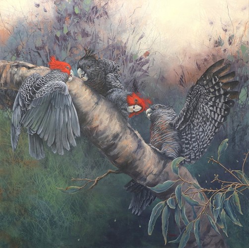 The Meeting Tree - Gang Gang Cockatoos 