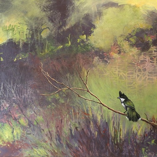 Elusive 'Eastern Whip Bird'