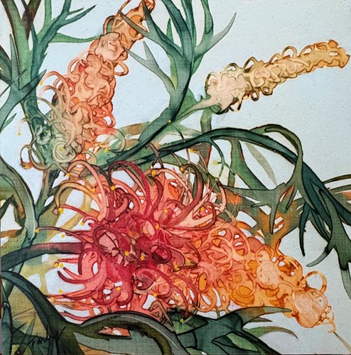 Grevillia Blooms