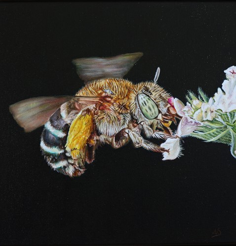 'Beatrice' Amegilla Sp.(Blue Banded Bee)