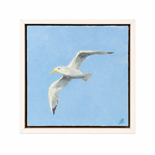 Summer Gull