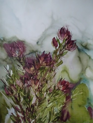 Leucadendron