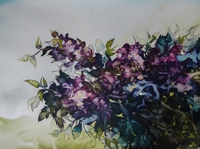 Bougainvillea 