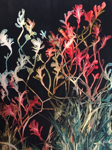 Kangaroo Paw